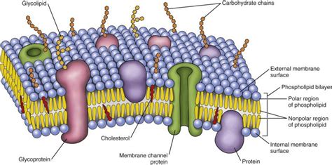 Phospholipid Bilayer | Introduction, Structure and Functions ...