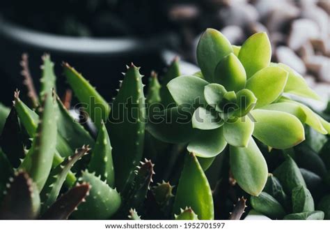 9,432 Plant Stem Types Images, Stock Photos & Vectors | Shutterstock