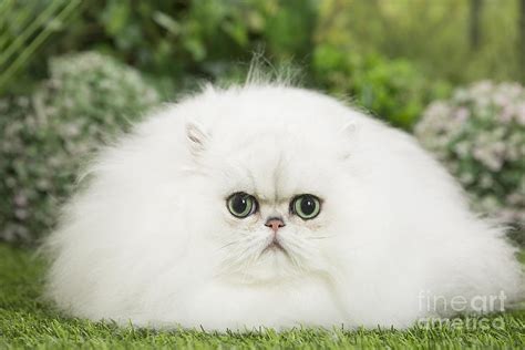 Fluffy White Kittens Cats : Fluffy White Cat Stock Photo Image By C ...