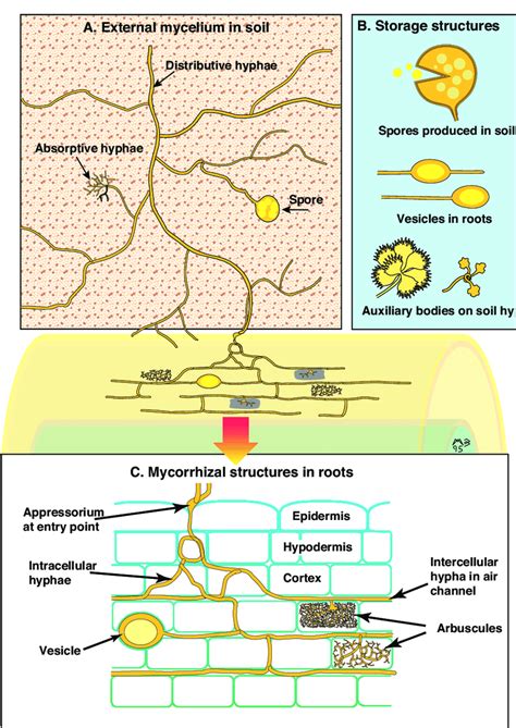 Diagram showing components of an arbuscular mycorrhizal association ...