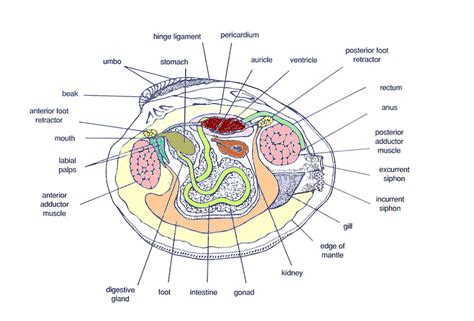 Clams - Phylum Digestive System