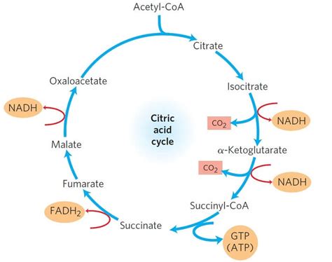 Krebs Cycle: Steps, Enzymes, Products & Diagram