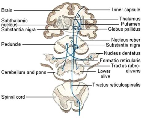 Flow Chart Of Extrapyramidal System