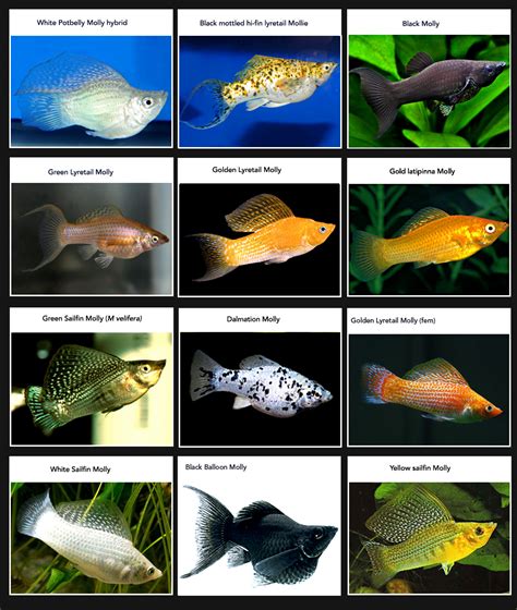 Fins Over Fur: Best Fish for beginners: the community Aquarium Part III