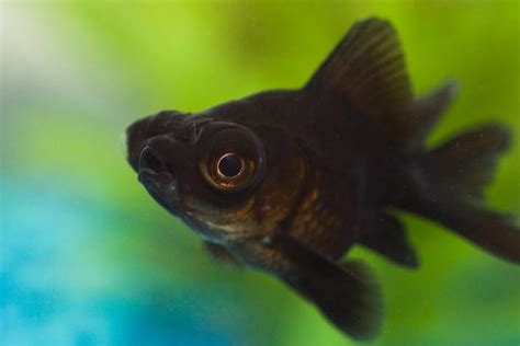 Black Moor Goldfish Care: Size, Lifespan, Diet, Breeding, and Tank Mates