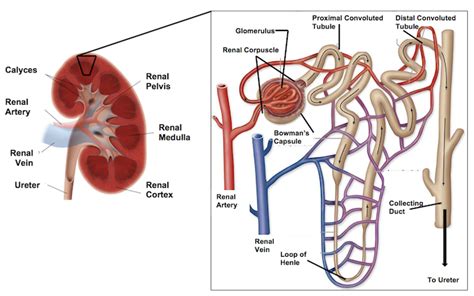 Patient Education: Nephron structure