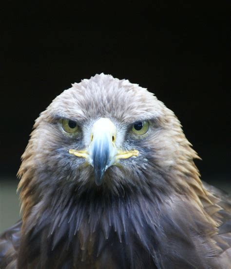 Golden Eagle Face on by Clive Anderson | Eagle face, Hawk eagle, Golden ...