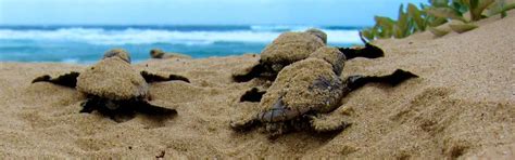 Eco Travel guide: Being a sea turtle volunteer - Malaysian Wildlife