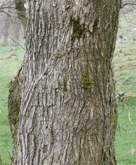 Wych Elm - Tree Guide UK - Wych Elm tree identification