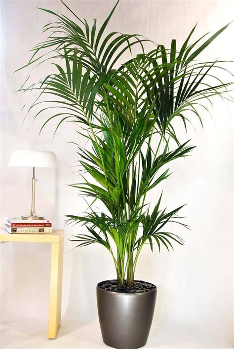 Kentia Palm | Medium | Tall indoor plants, Large indoor plants, Kentia palm