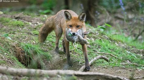 Red Fox Behaviour - Helpers in Fox Society | Wildlife Online