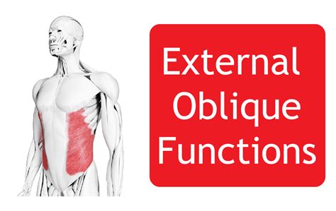 External Oblique Abdominal Muscle - Origin, Function and All