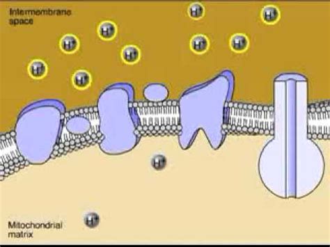 Electron Transport Chain Animation - YouTube