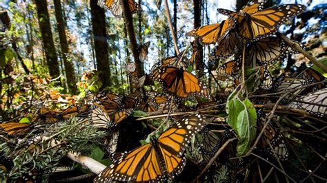 Climate change, pesticides put monarch butterflies at risk of extinction