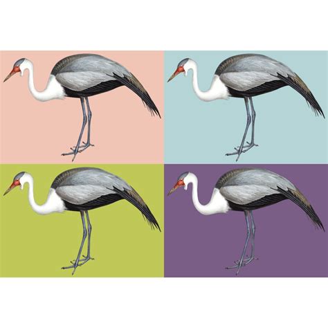 Wattled Crane Bird - TofuJoe