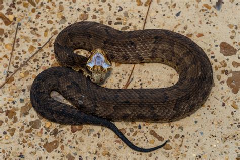 Northern Cottonmouth – Reptiles and Amphibians of Mississippi