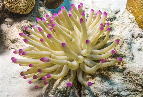 Sea Anemone - Facts and Beyond | Biology Dictionary