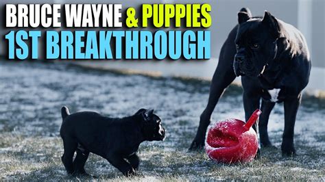 PUPPY & Bruce Wayne's FIRST Breakthrough - Cane Corso | Bruce wayne ...