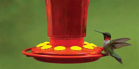 At $6, First Nature's Hummingbird Feeder is a steal (Reg. up to $40 ...