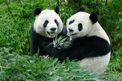 Giant Pandas Arrive At Singapore Zoo