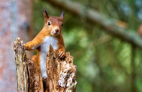 Red Squirrel - Description, Habitat, Image, Diet, and Interesting Facts