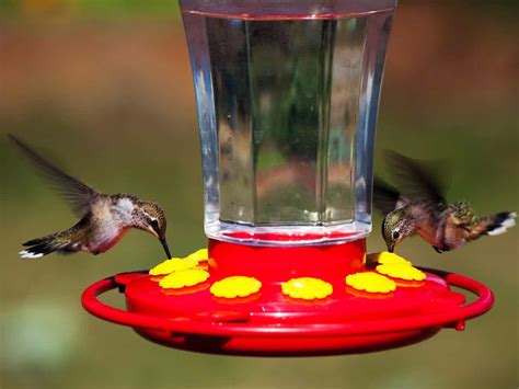 How to Choose the Best Hummingbird Feeder: Reviews, Tips, Nectar ...