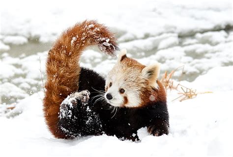 Royalty-Free photo: Red panda on snow during daytime | PickPik