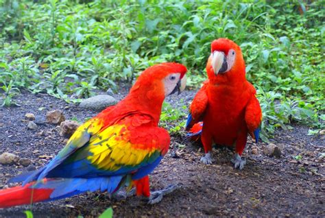 Scarlet Macaw Latest Facts | All Wildlife Photographs