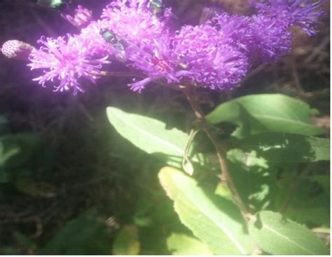 The Vernonia leopoldi with its pollinators (Photo by Talemos Seta, Dec ...