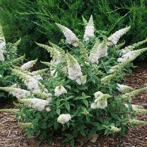 Buddleia - Pugster White Butterfly Bush - Sugar Creek Gardens