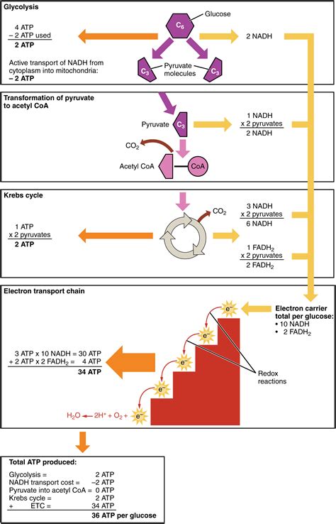 File:2509 Carbohydrate Metabolism.jpg - Wikimedia Commons