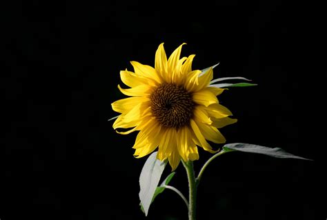 Sleepless Sunflower (poem) | Sunflower wallpaper, Sunflowers background ...