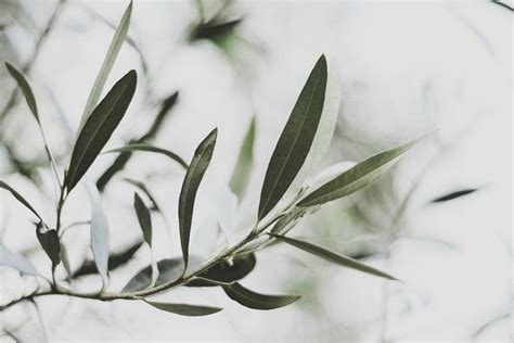 Wild Olive Leaves | Olive leaf, Tree photography, Wild olive