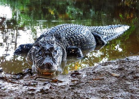 Top 10 Terrifying Creatures Of The Amazon River | NSNBC