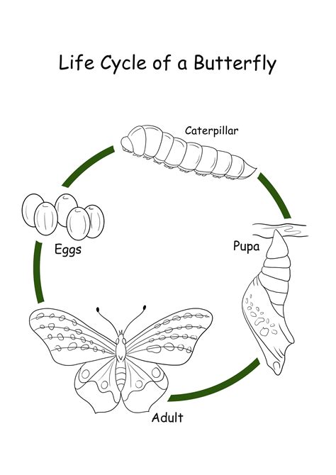 Printable Life Cycle Of Butterfly - prntbl.concejomunicipaldechinu.gov.co