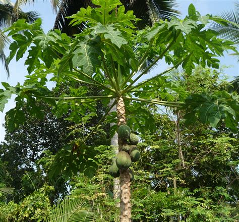 Papaya Tree - India Travel Forum | IndiaMike.com