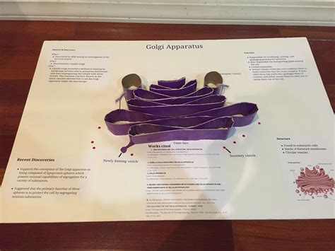 Structure and function of the golgi apparatus