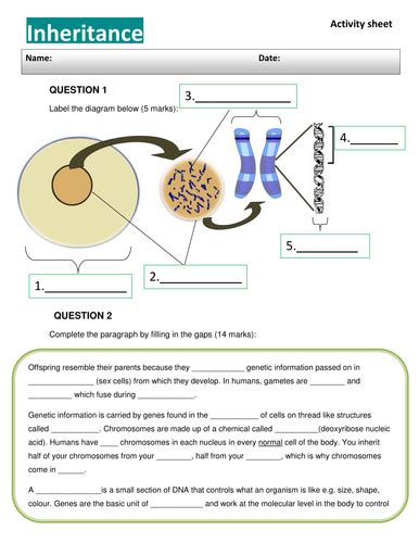 DNA, Chromosomes and inheritance worksheet | Teaching Resources