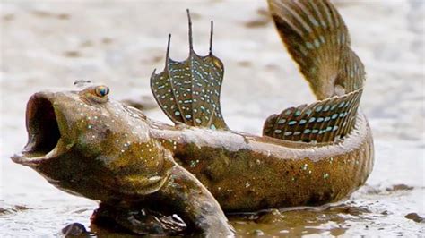 Interesting Mudskipper Facts - YouTube