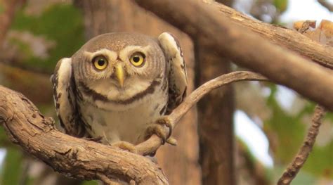 Forest Owlet Heteroglaux blewitti | Nature inFocus