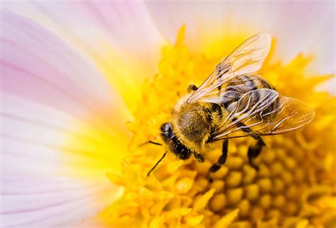 Honey bee collecting pollen | Cristina Velina Photography