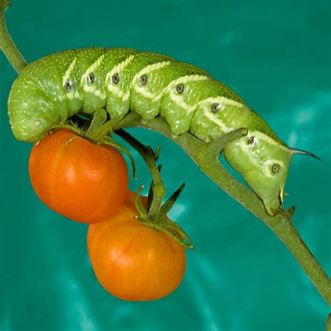 Tomato Hornworm: How To Prevent & Deal With Them In The Garden ...