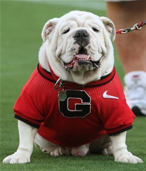 What Uga the Georgia bulldog gets before he flies - The San Diego Union ...