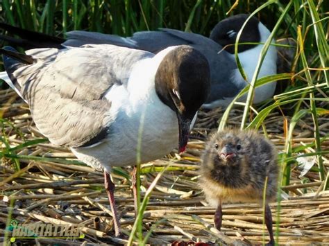 Cape May, New Jersey : HABITATTLER