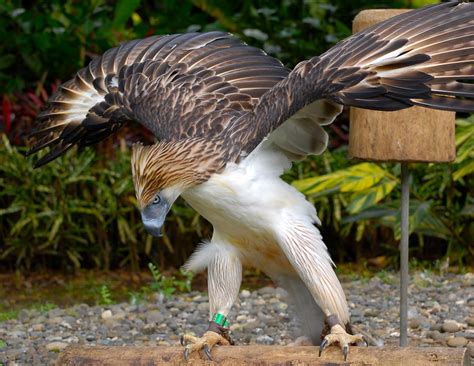 Philippine eagle - a photo on Flickriver