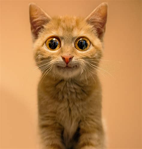 Funny Big Eyed Kitten Smiling | Cats with big eyes, Kitten, Orange ...