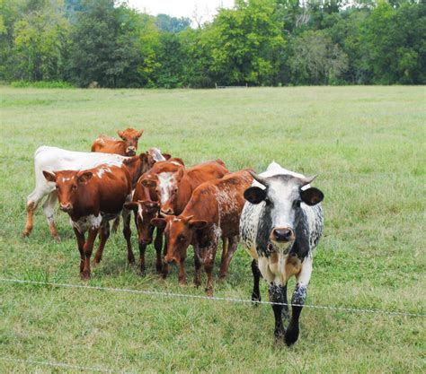 Florida Cracker Cattle - Cracker Farms