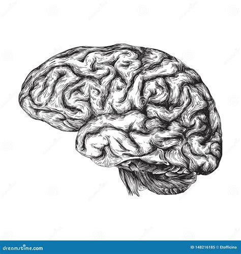 Human Brain - Black And White Illustration | CartoonDealer.com #148216185