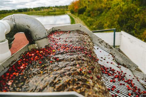 A Massachusetts Cranberry Harvest - With The Grains