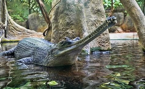 What Are The Differences Between Gharials, Crocodiles, And Alligators ...